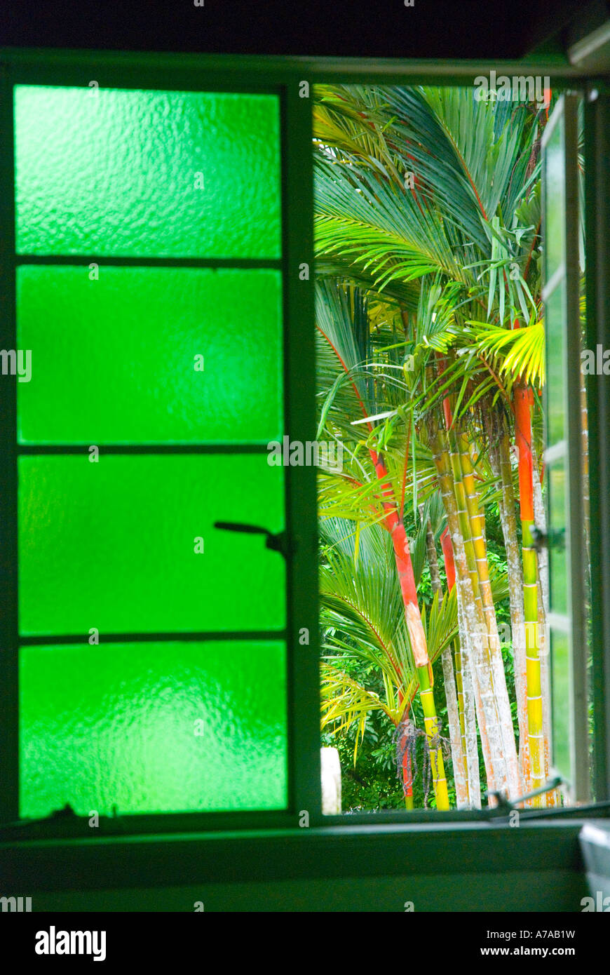 Siegellack Palmen gesehen durch ein grün getönten Fenster in Kuching Borneo Stockfoto