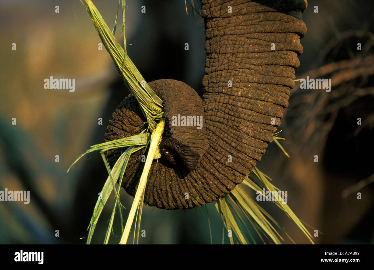 Nahaufnahme der Elefantenrüssel, wie es ernährt sich von einem Palmblatt Okavango Delta, Botswana Stockfoto