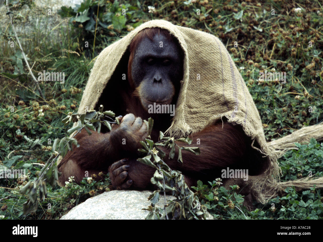 Orang Utan bei Jersey Zoo DE Stockfoto