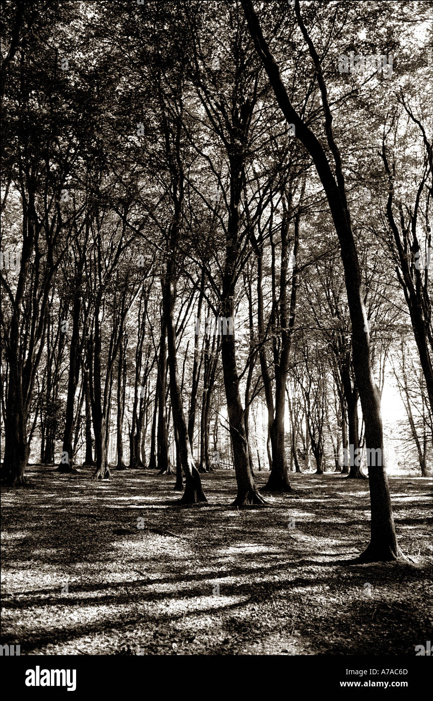 Strand Wald Cranborne Chase Wiltshire England UK gesprenkelten Schatten unter Bäumen Stockfoto