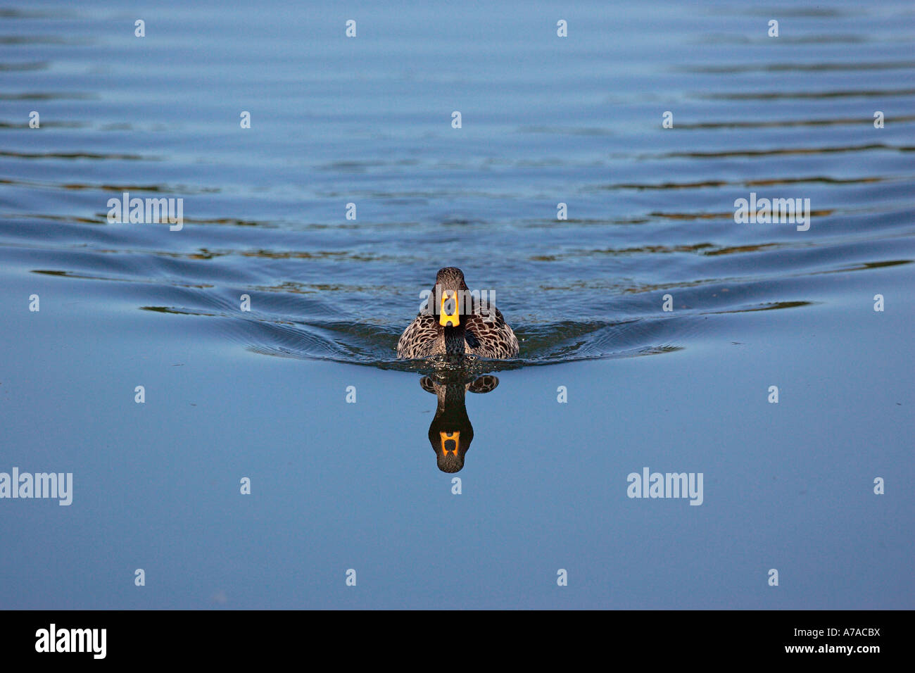 Kopf auf Blick auf gelb abgerechnet Ente schwimmen direkt auf die Kamera verlassen Spuren der Wellen hinter Stockfoto