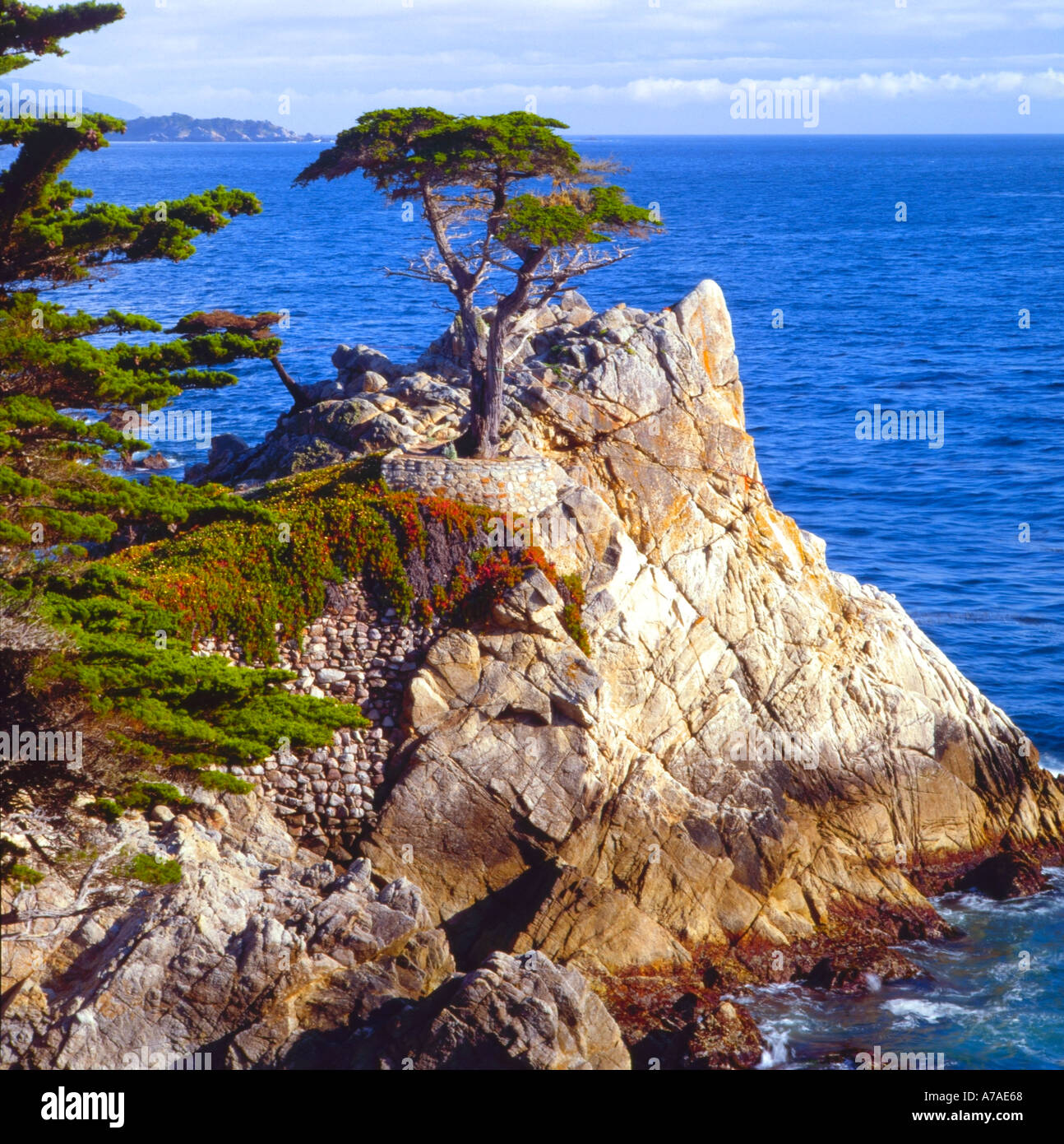 Einsame Zypresse am 17-Mile-Drive in der Nähe von Carmel, Kalifornien USA Stockfoto