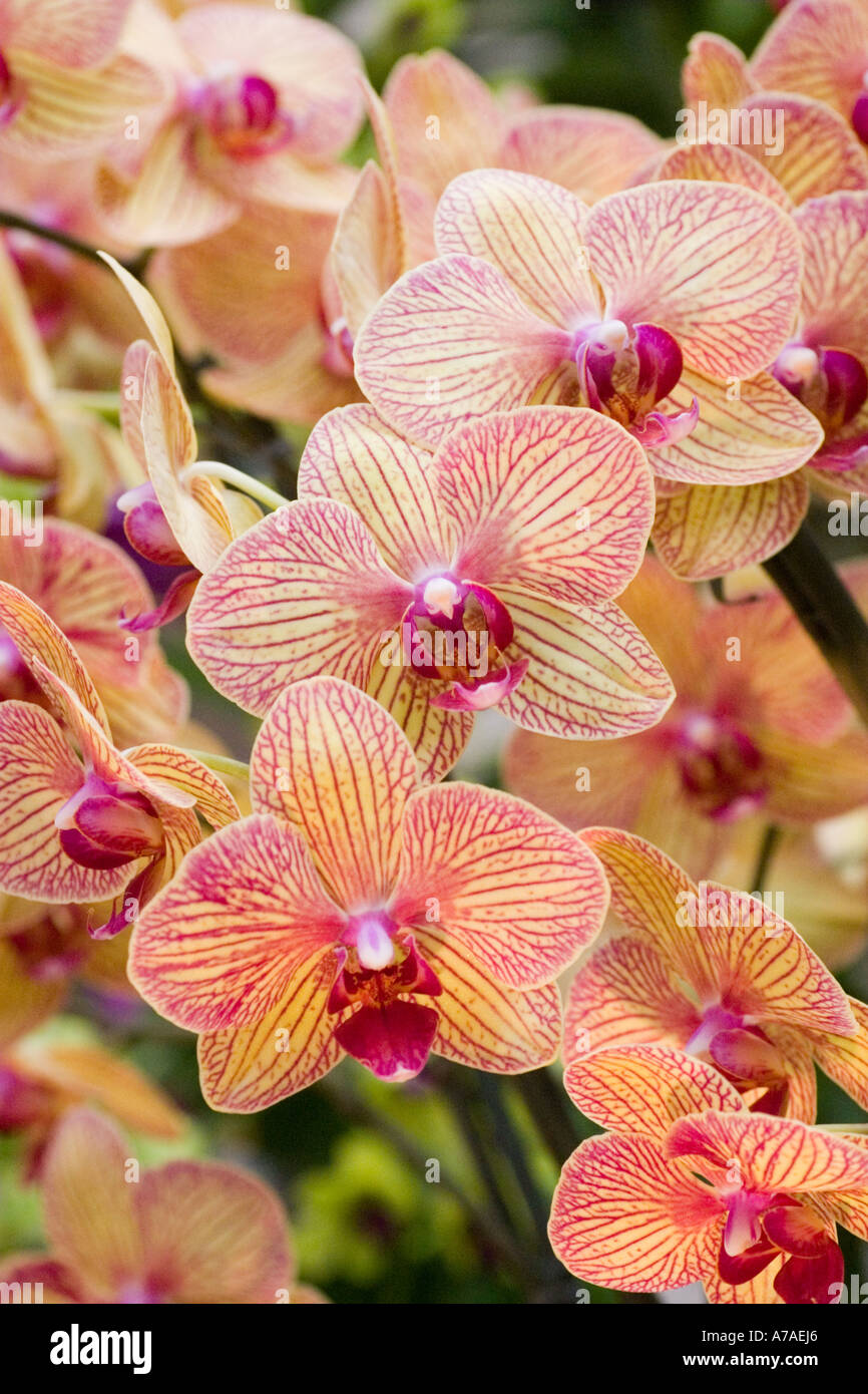 Phalaenopsis Orchidee Stockfoto