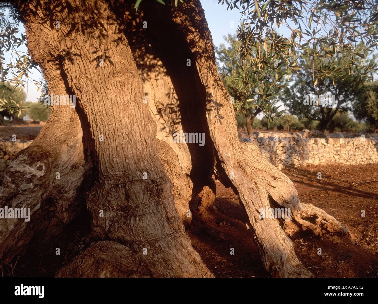 Ancient olive tree puglia -Fotos und -Bildmaterial in hoher Auflsung   Alamy