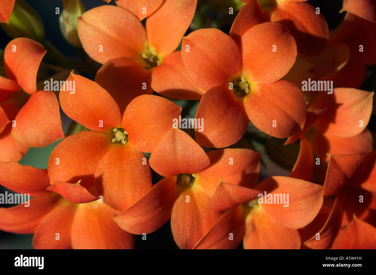 Leuchtend orange Blüten Stockfoto