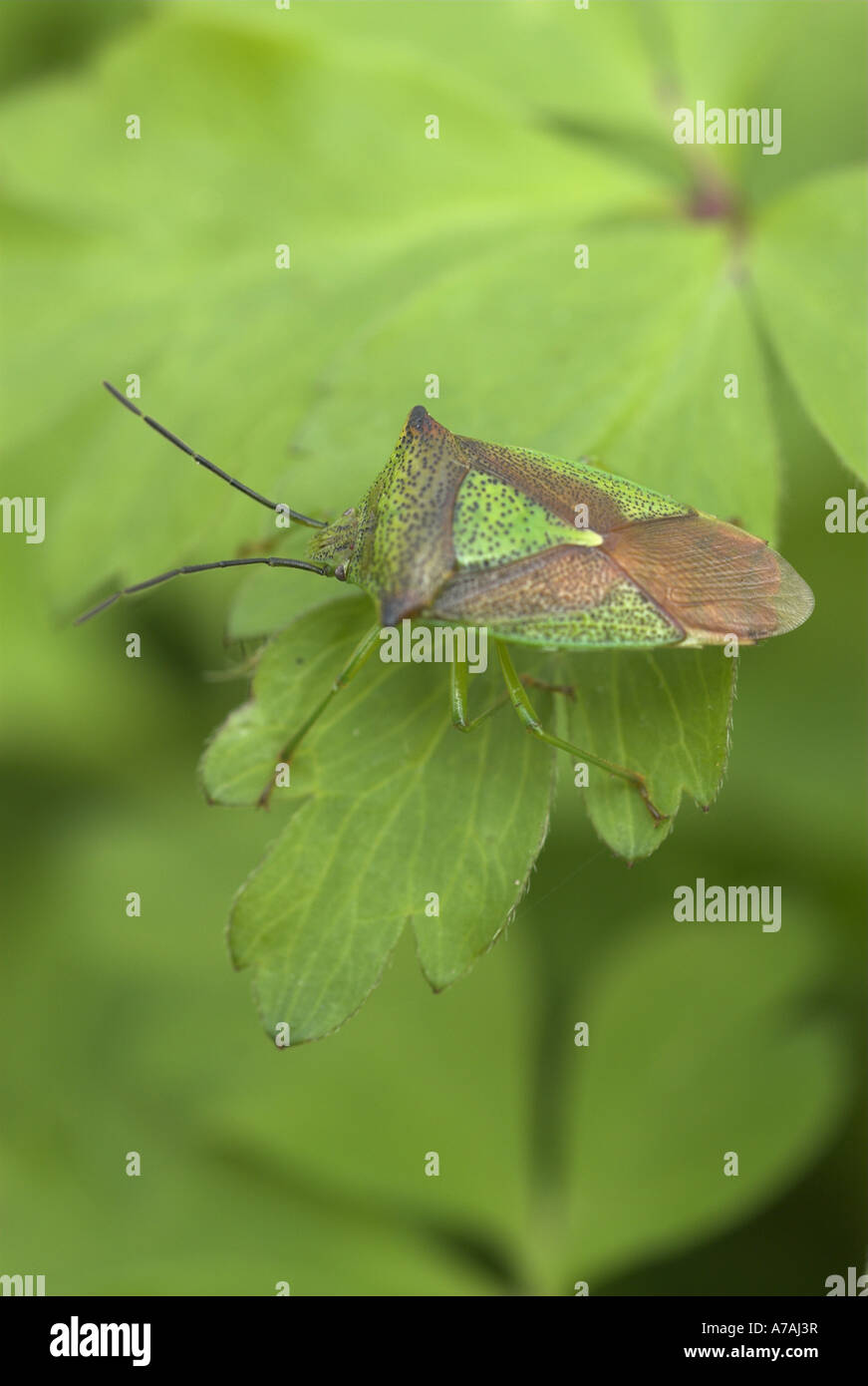 Weißdorn Shield Bug Acanthosoma Haemorrhoidale ruht auf Buschwindröschen Norfolk UK April Stockfoto