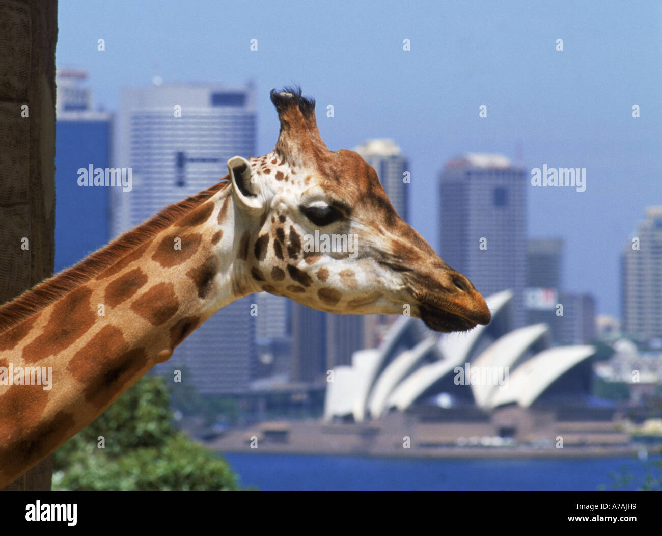 Giraffe im Taronga Zoo mit Opera House und Sydney skyline Stockfoto