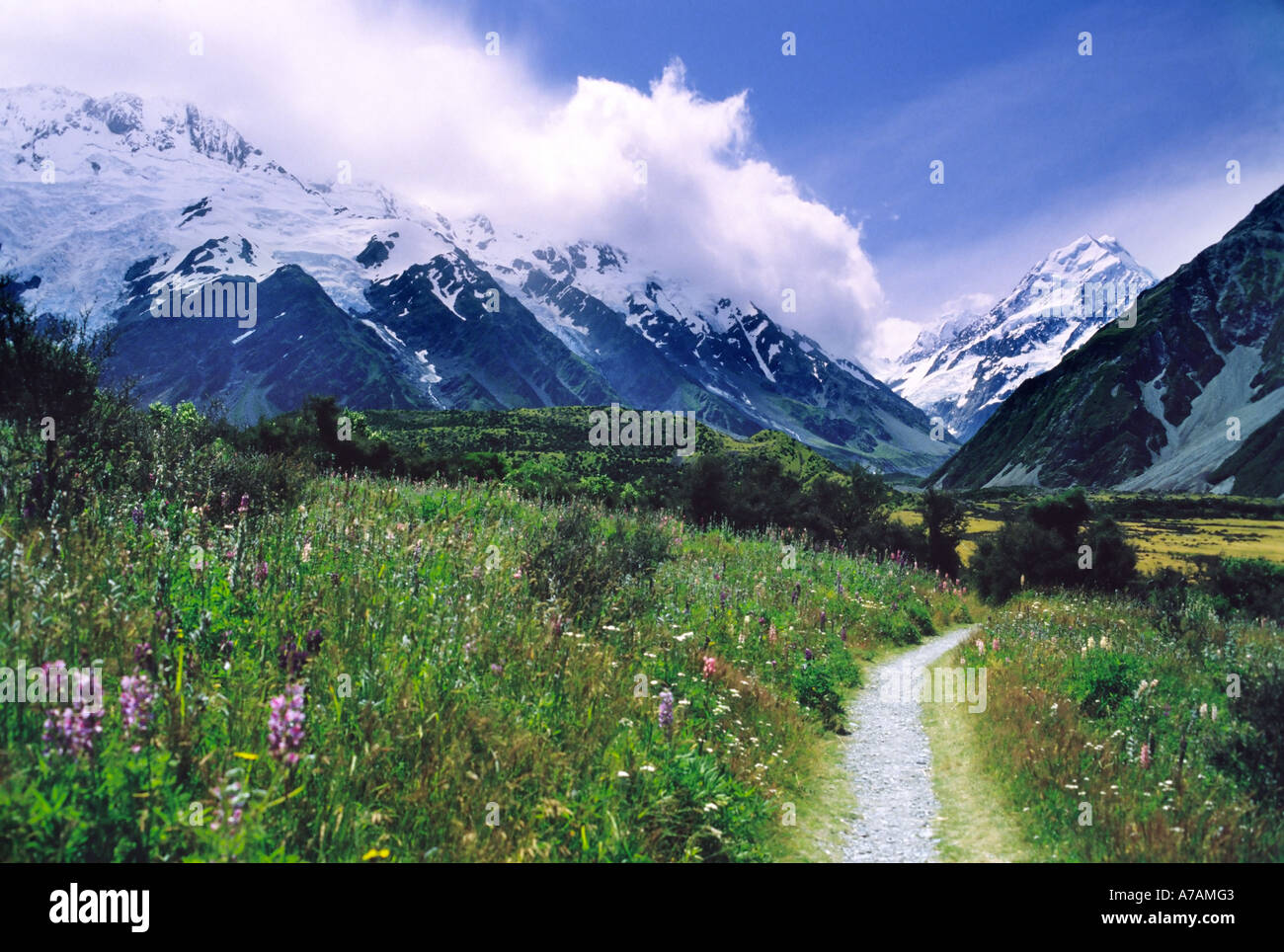 Frühlingsblumen in der Nähe von Mount Cook Neuseeland Stockfoto