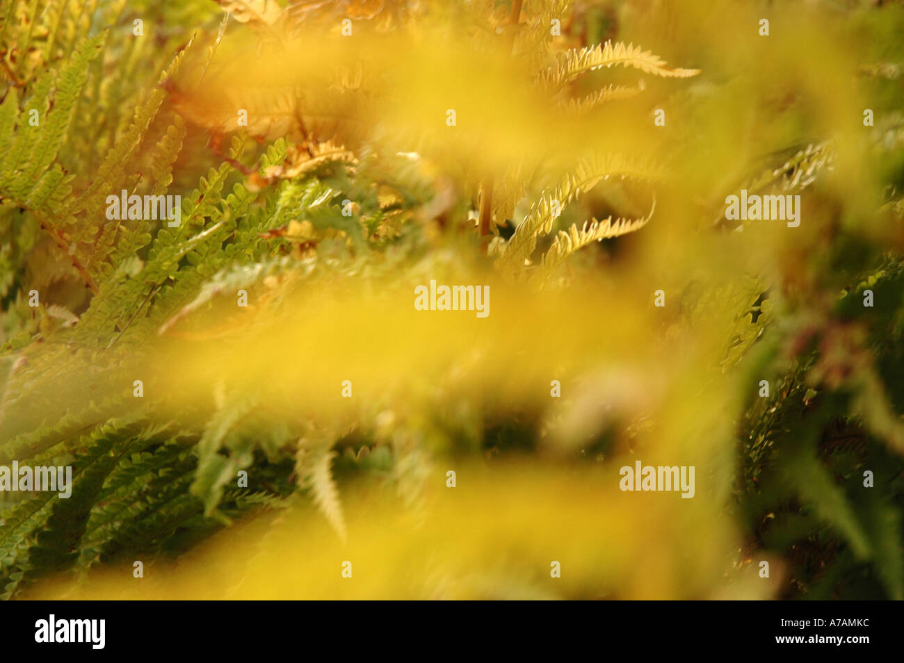 Natur Natur Baum Baum Bäume Bäume Laub Laub Blätter Trichterfarn Farn Matteuccia struthiopteris Stockfoto