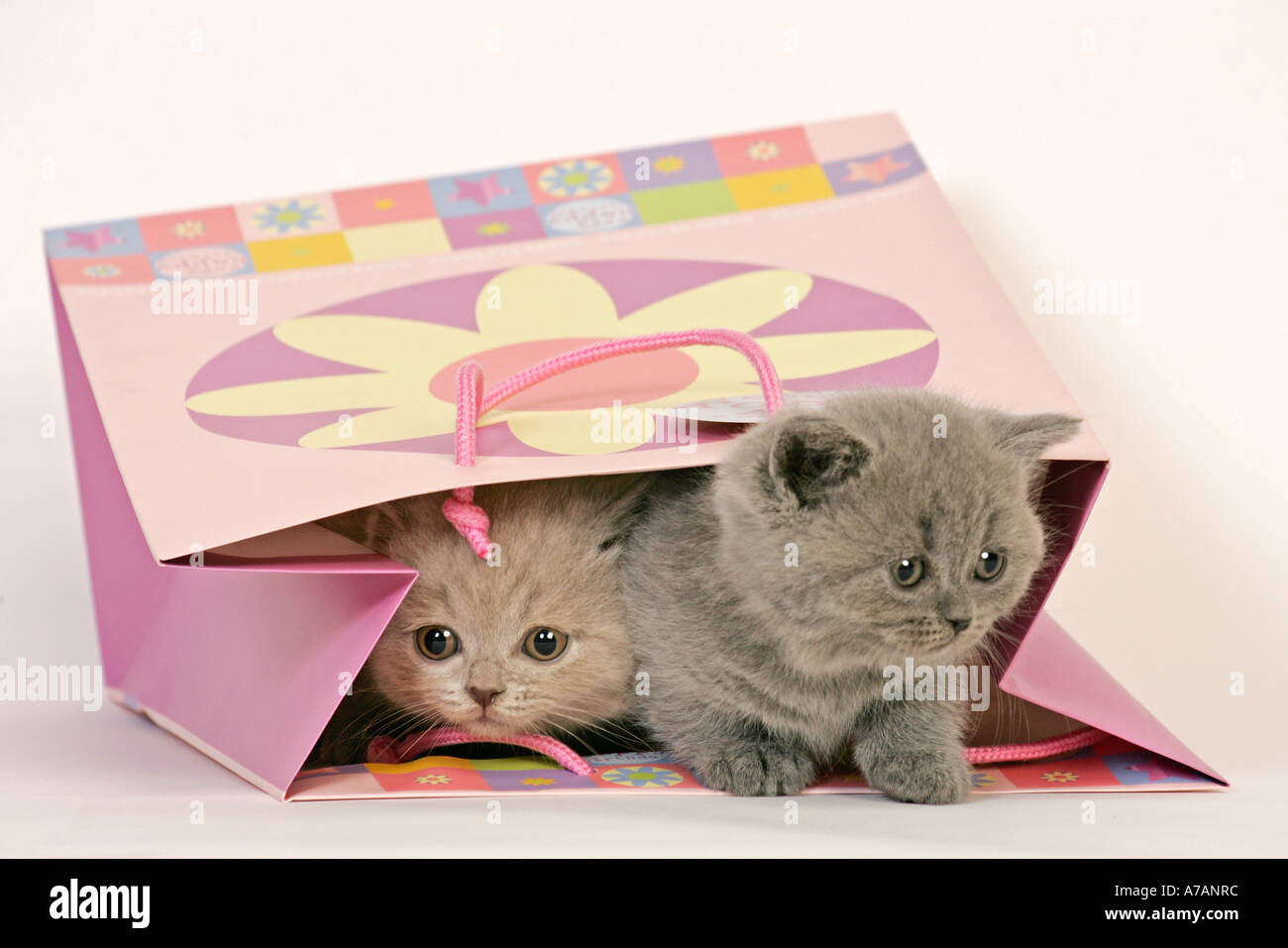ZWEI KÄTZCHEN IN ROSA FLOWERBAG Stockfoto