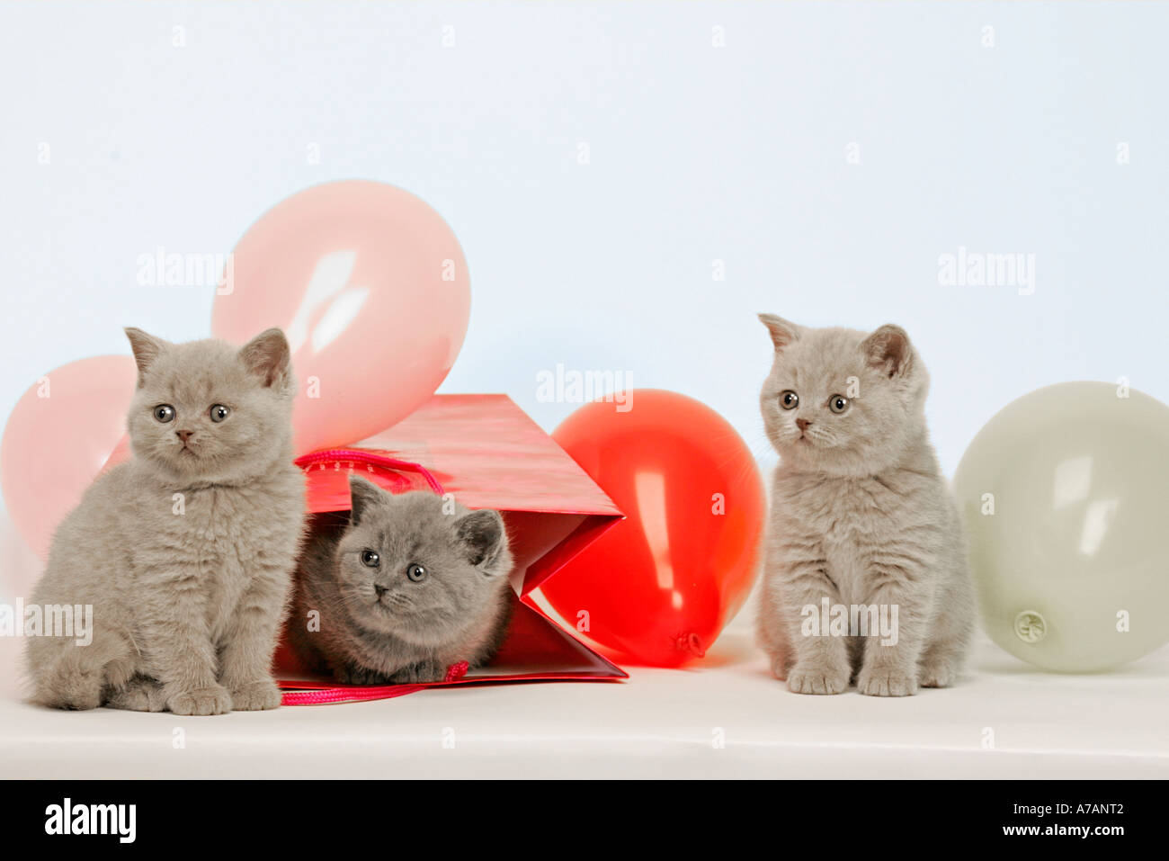 BAUM-KÄTZCHEN MIT ROTE TASCHE UND LUFTBALLONS Stockfoto