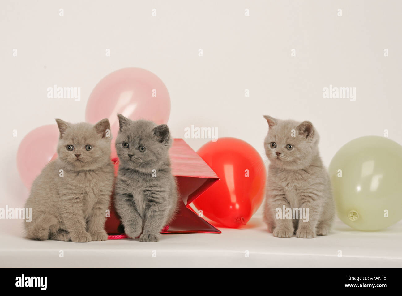 BAUM-KÄTZCHEN MIT ROTE TASCHE UND LUFTBALLONS Stockfoto