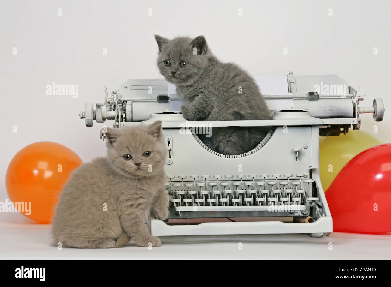 ZWEI KÄTZCHEN MIT EINER SCHREIBMASCHINE UND LUFTBALLONS Stockfoto