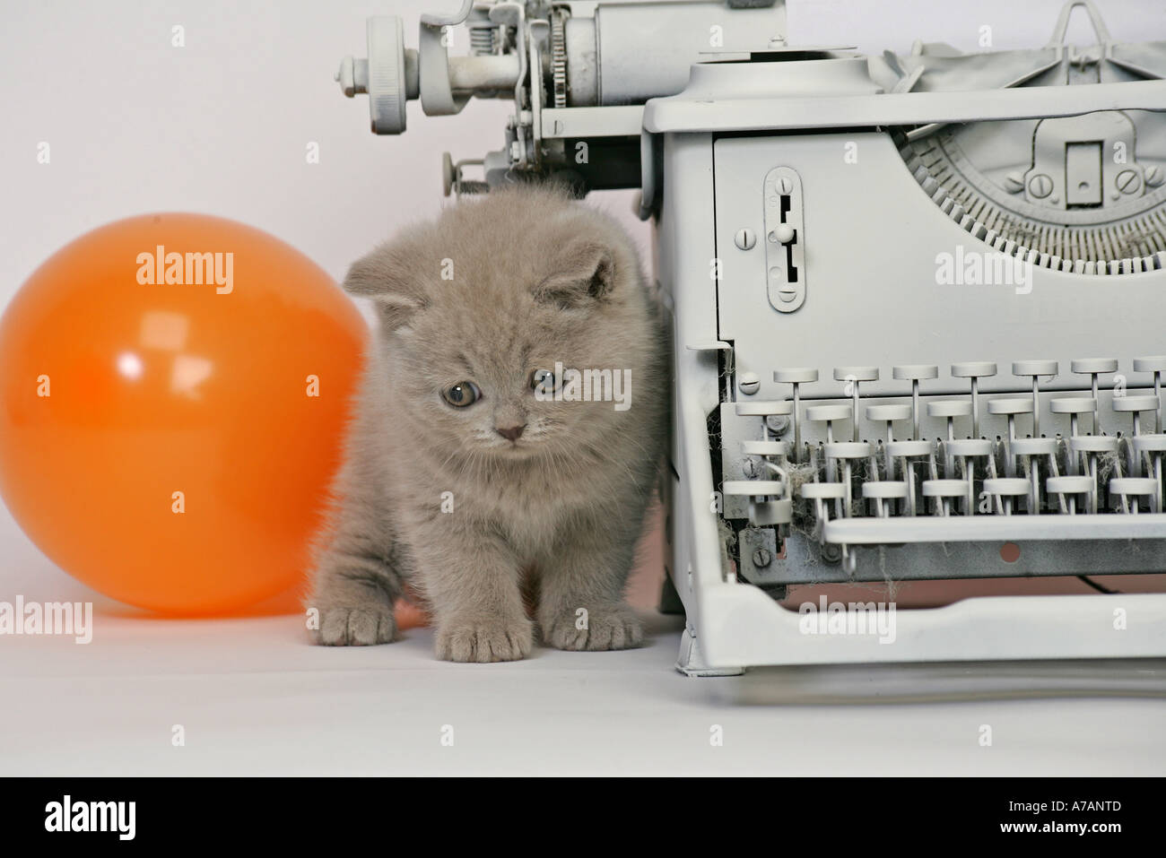 KÄTZCHEN MIT SCHREIBMASCHINE UND ORANGE LUFTBALLONS Stockfoto