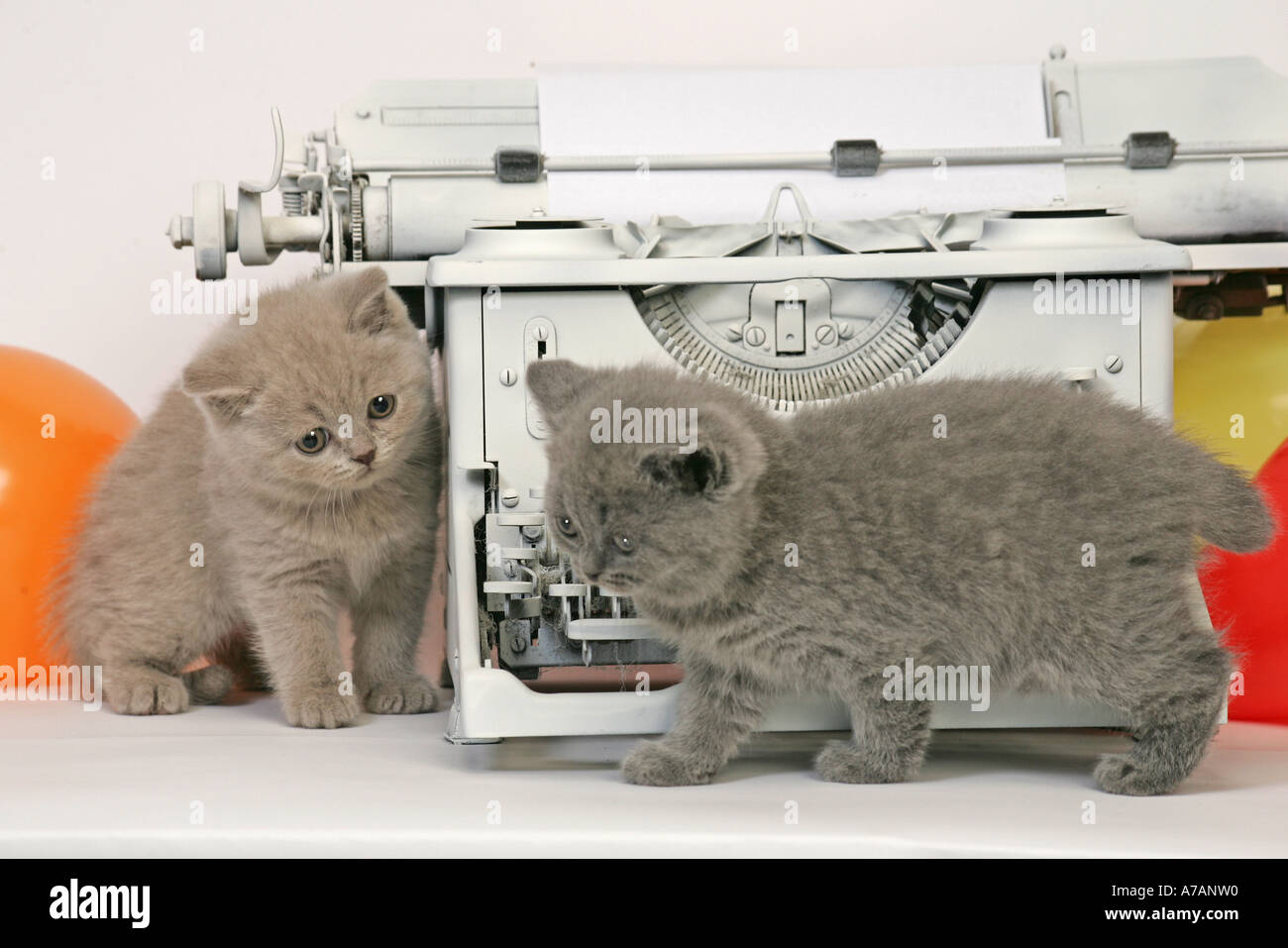 ZWEI KÄTZCHEN MIT EINER SCHREIBMASCHINE UND ORANGE LUFTBALLONS Stockfoto