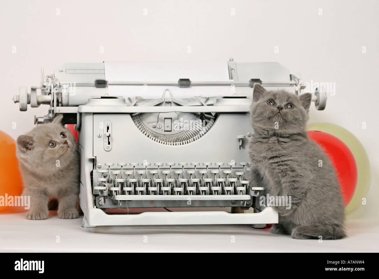 ZWEI KÄTZCHEN MIT EINER SCHREIBMASCHINE UND ORANGE LUFTBALLONS Stockfoto