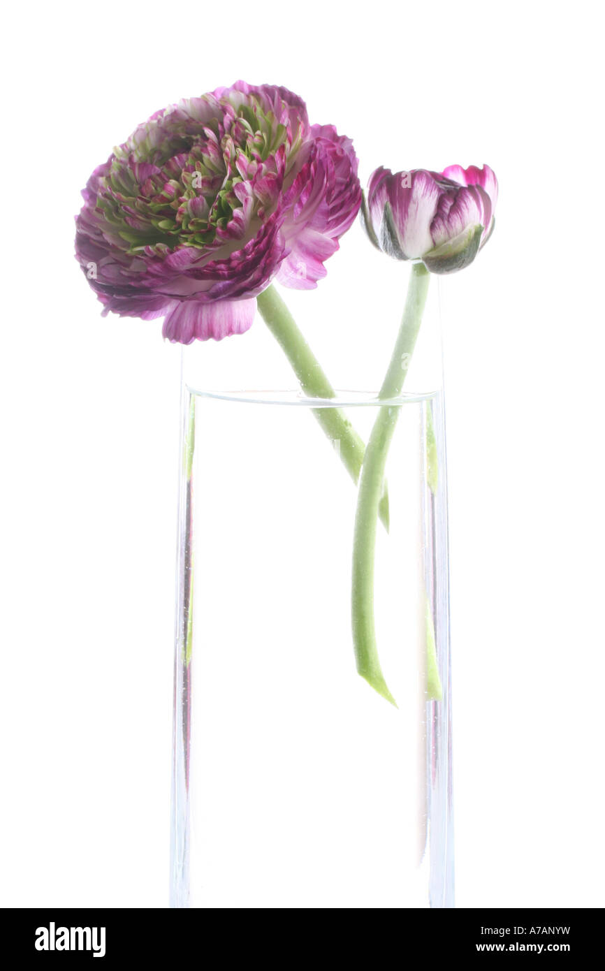 Rosa Ranunkeln Blüte und Knospe in eine Vase mit Wasser Stockfoto