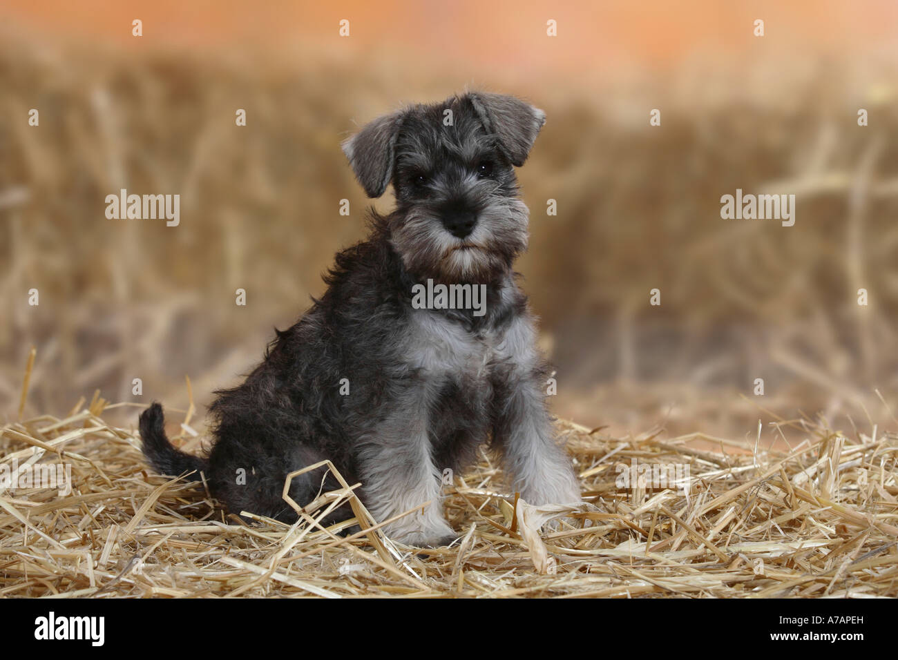 Zwergschnauzer, Welpen, 9 Wochen Stockfoto