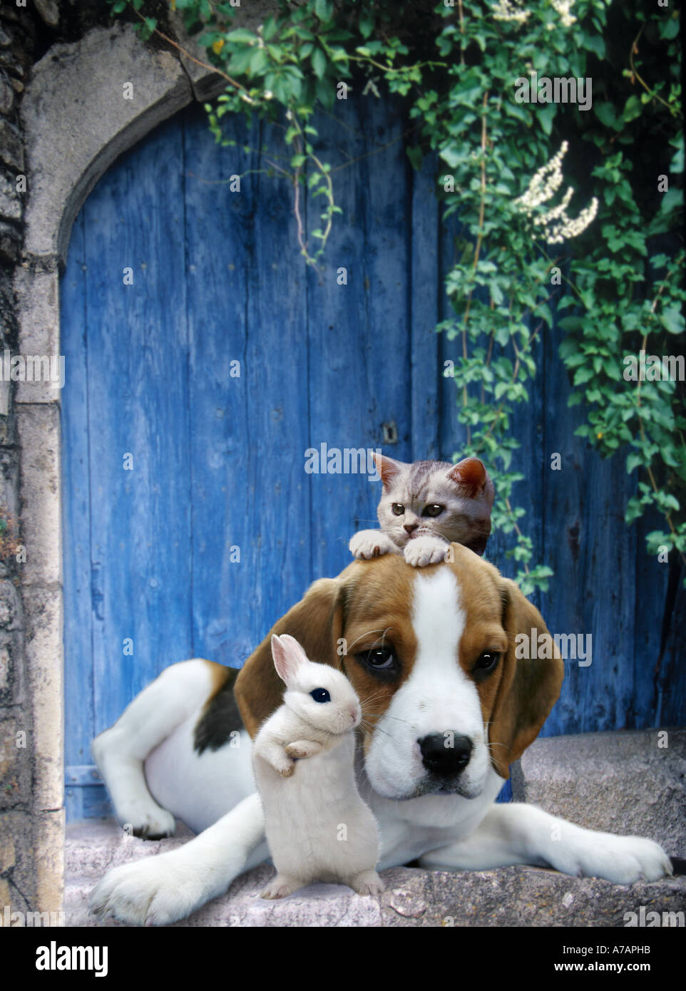 beste Freunde-Kaninchen, Hund und Katze Stockfoto