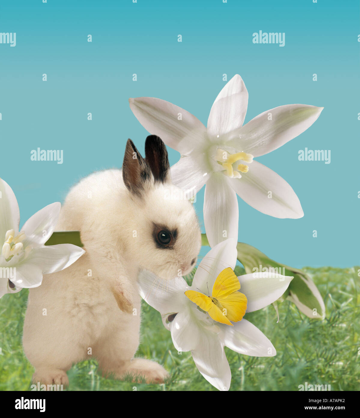 Osterhase mit Schmetterling Stockfoto