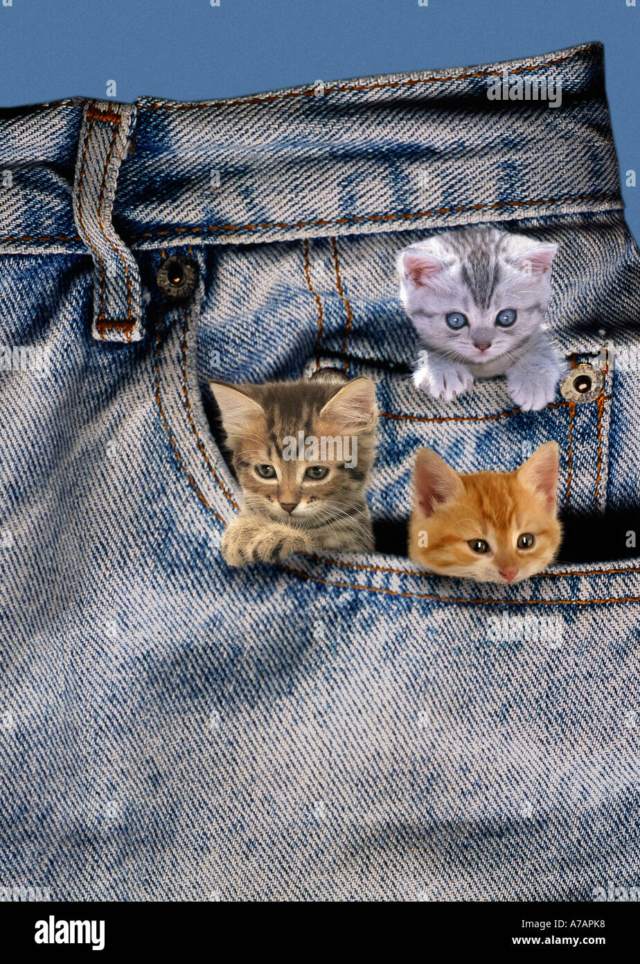 beste Freunde-Kätzchen in jeans Stockfoto