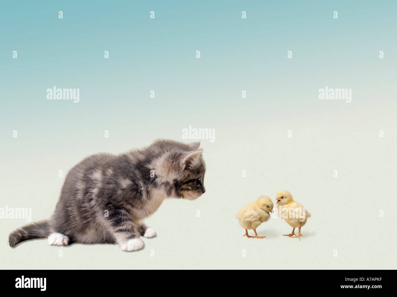 beste Freunde-AMICI-Kätzchen Stockfoto