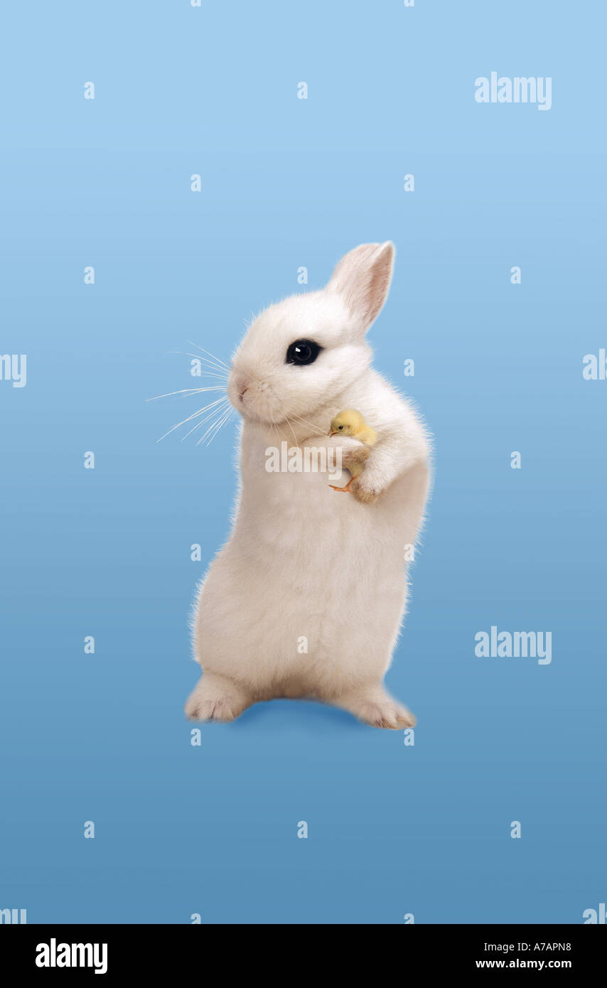 weißes Kaninchen mit wenig Huhn in armen Stockfoto