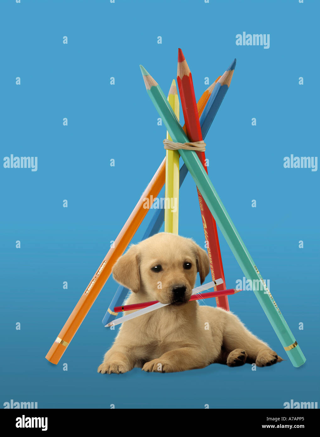 beste Freunde-AMICI Stockfoto