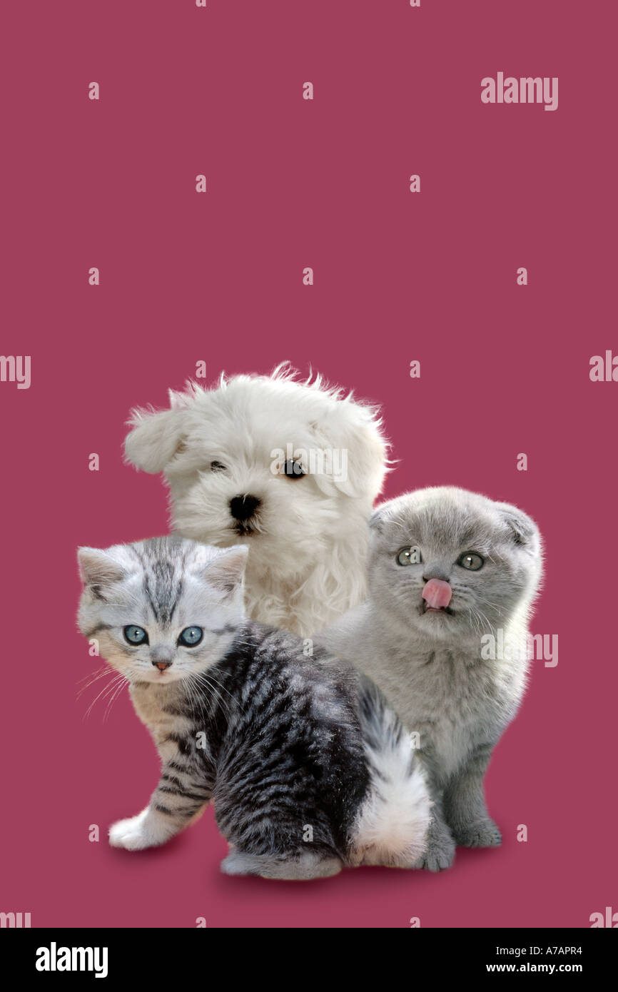 beste Freunde-AMICI Stockfoto