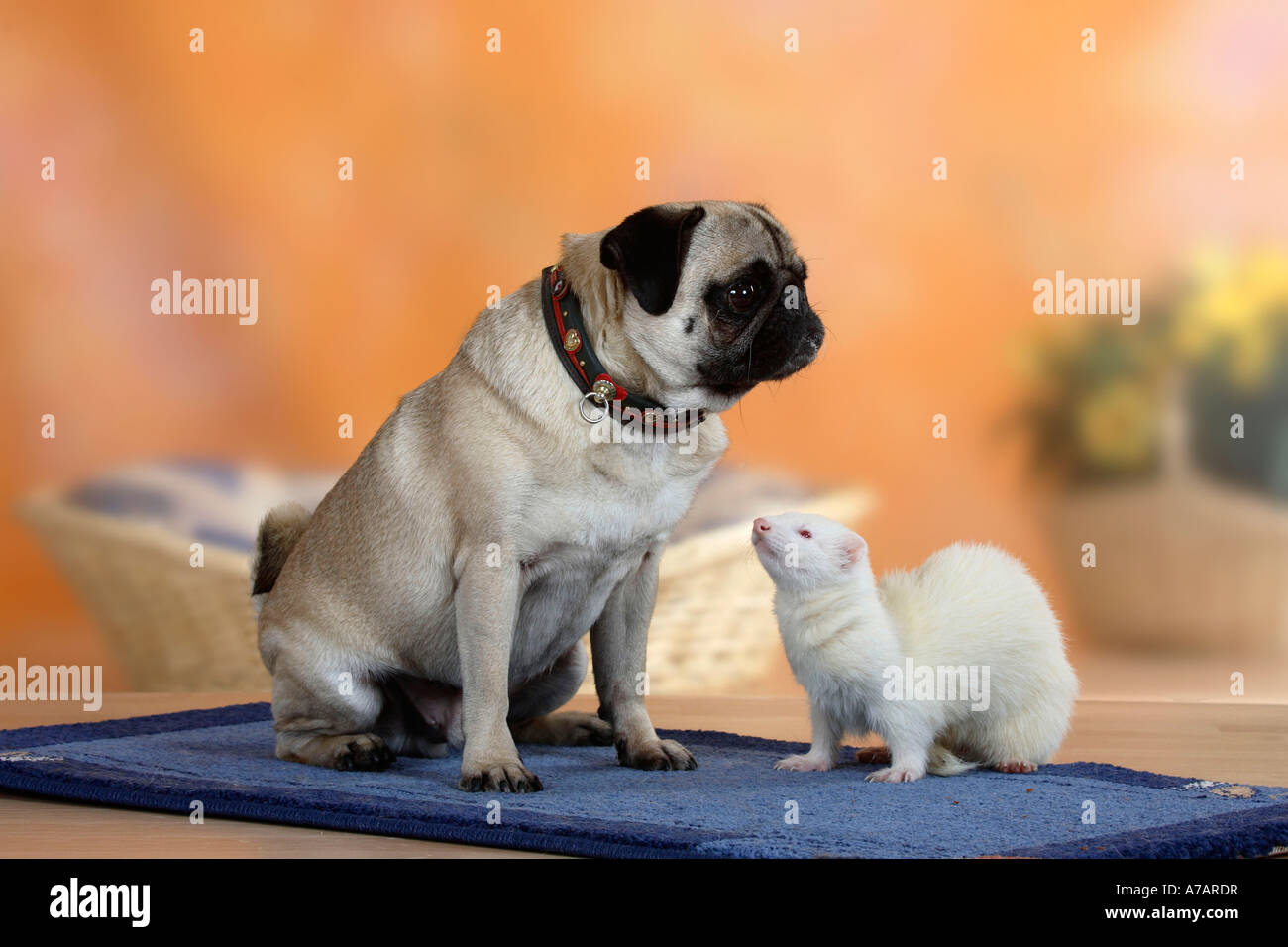 Mops und Frettchen Mustela Putorius Forma domestica Stockfoto