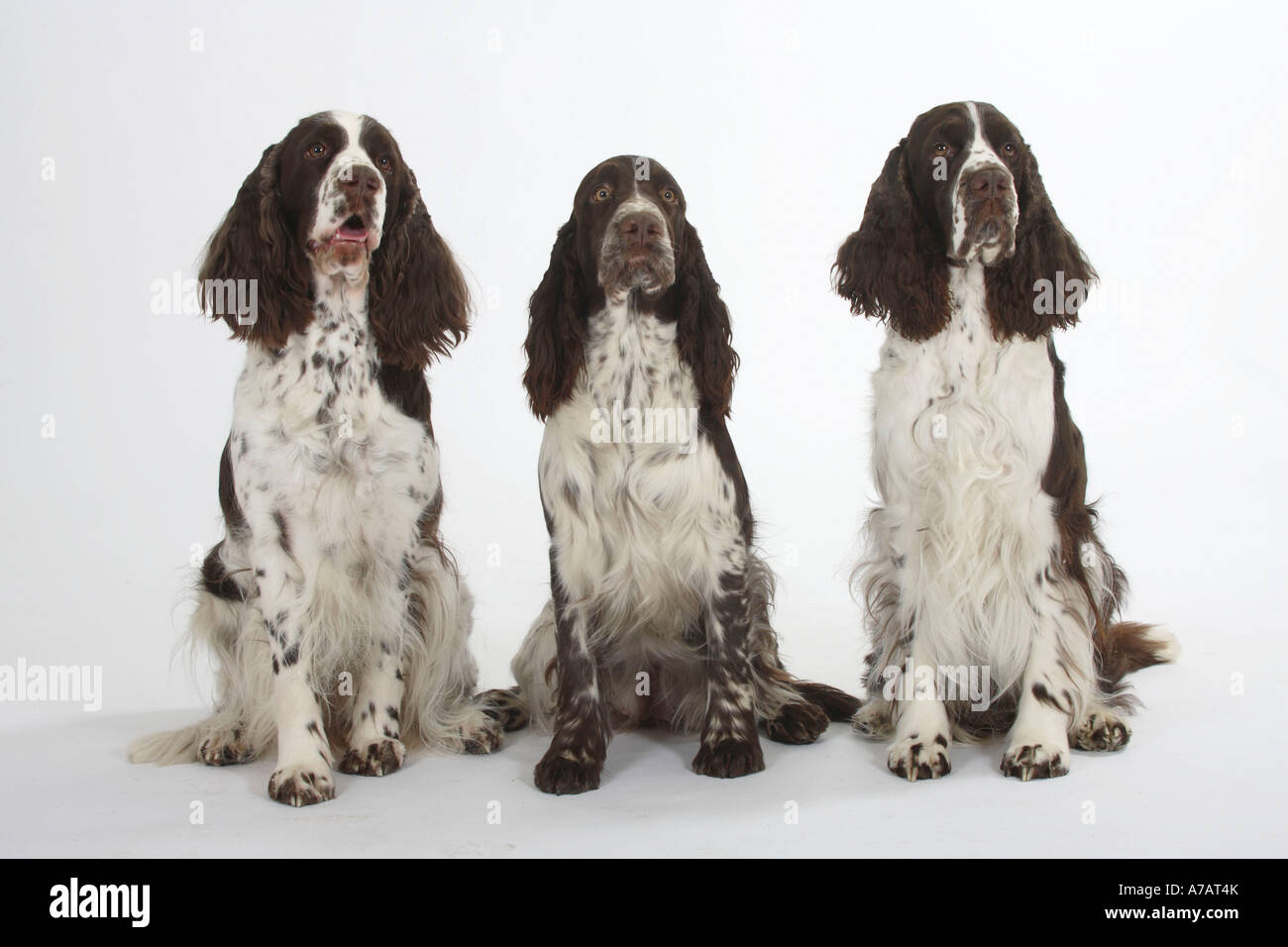 Englisch Springer Spaniel Stockfoto