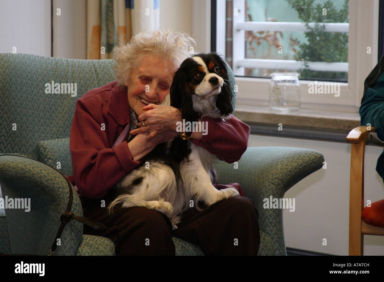 Ältere Frau mit Cavalier King Charles Spaniel Stockfoto