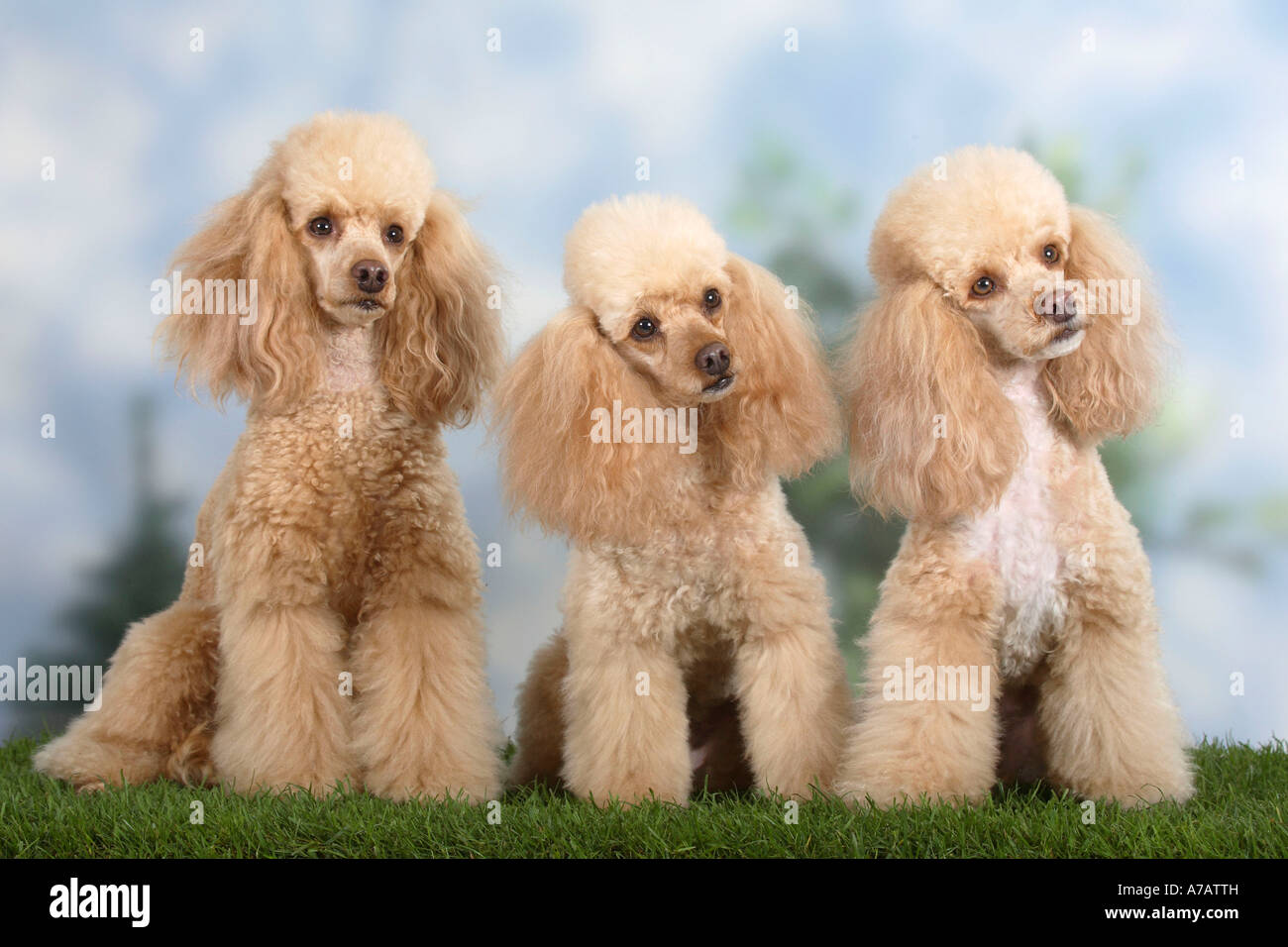 Miniatur Pudel Apricot und Apricot-weiß Stockfoto