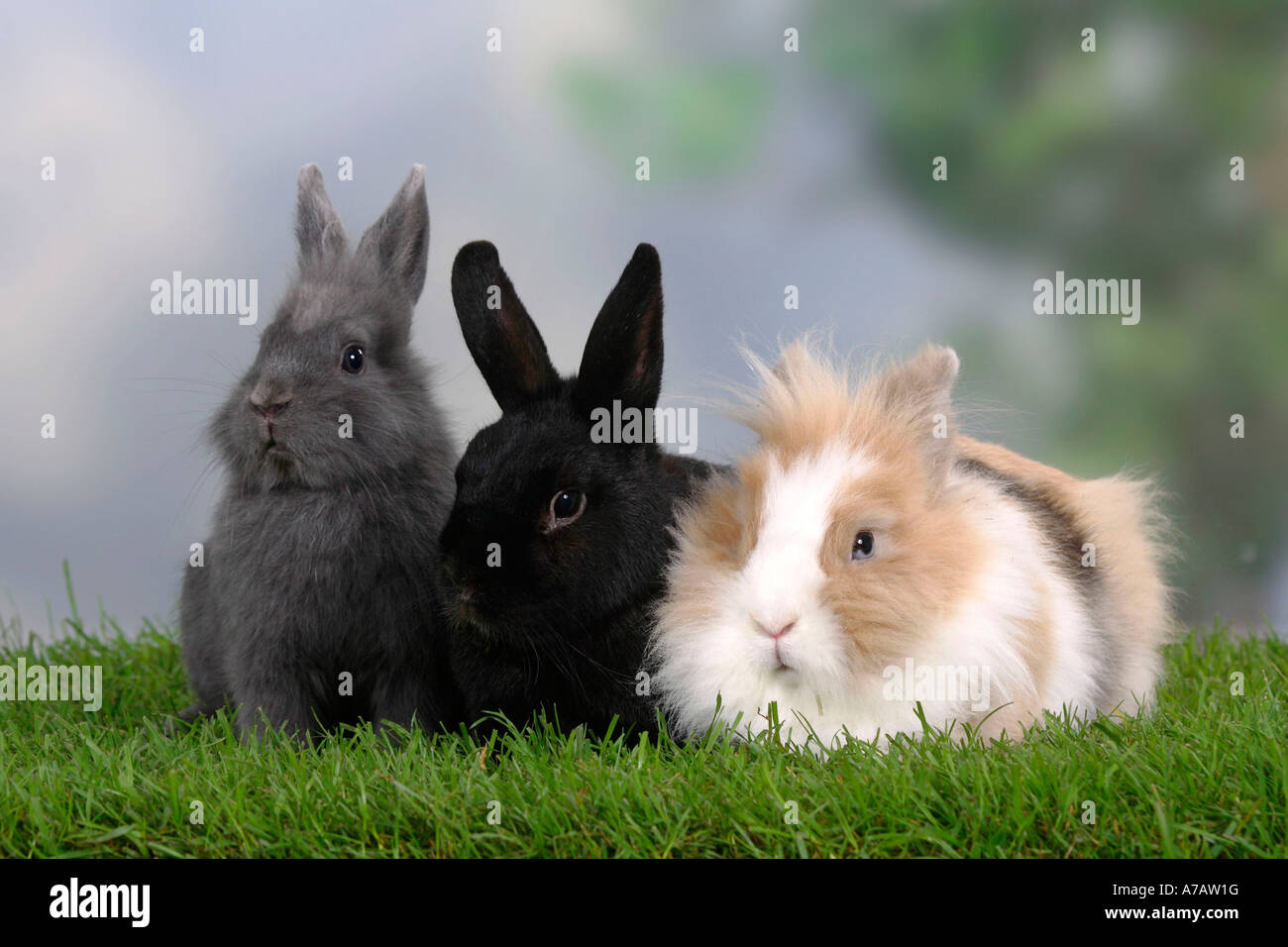 Zwerg Kaninchen und Löwe Mähne Zwerg Kaninchen Stockfoto