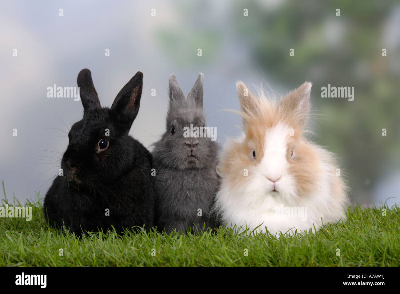 Zwerg Kaninchen und Löwe Mähne Zwerg Kaninchen Stockfoto