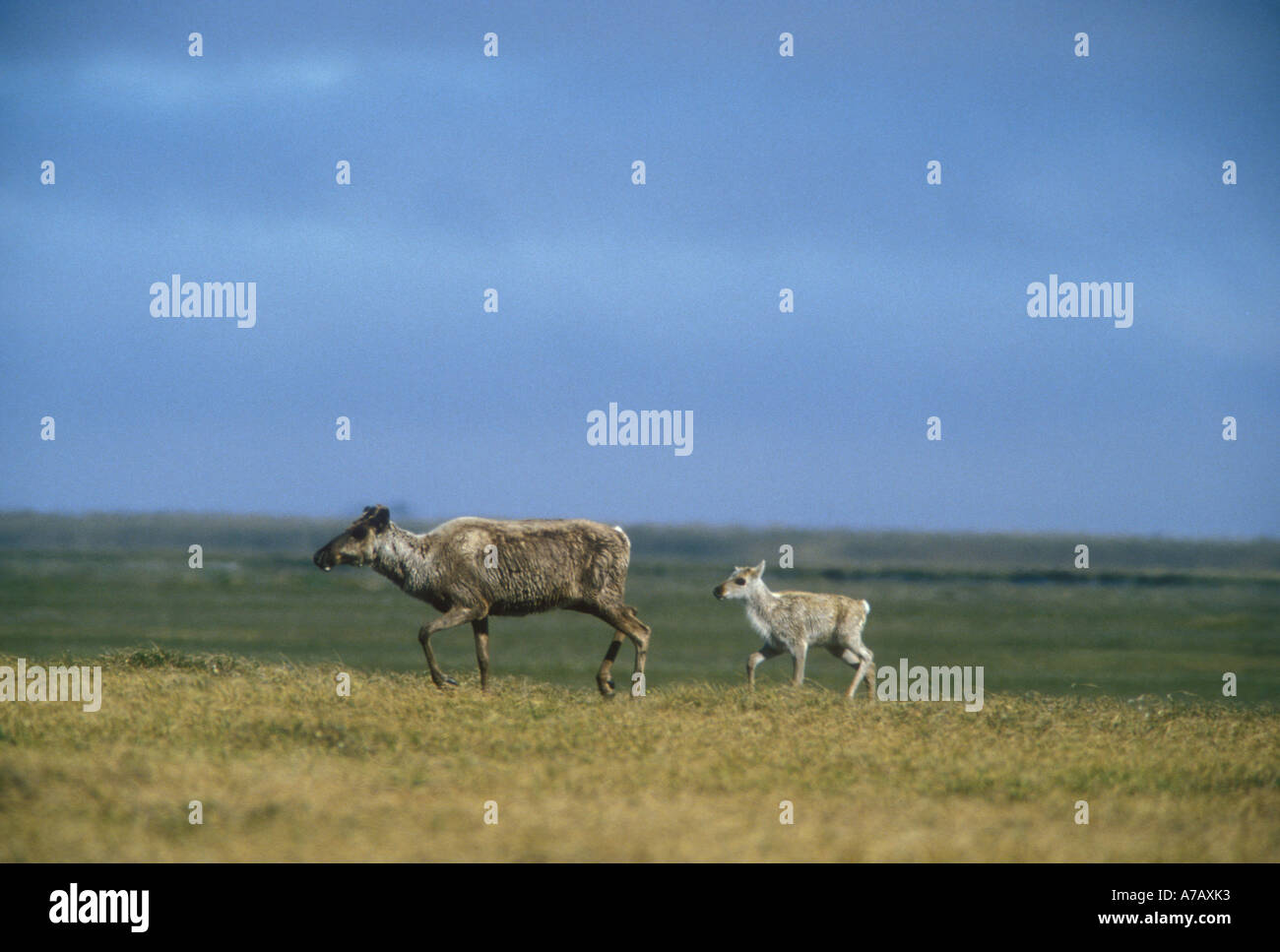 Caribou-Kuh mit Kalb Rangifer Tarandus zu Fuß über die Tundra in plain 1002 Küstengebiet Arctic...aber National Wildlife Refuge Alaska Stockfoto