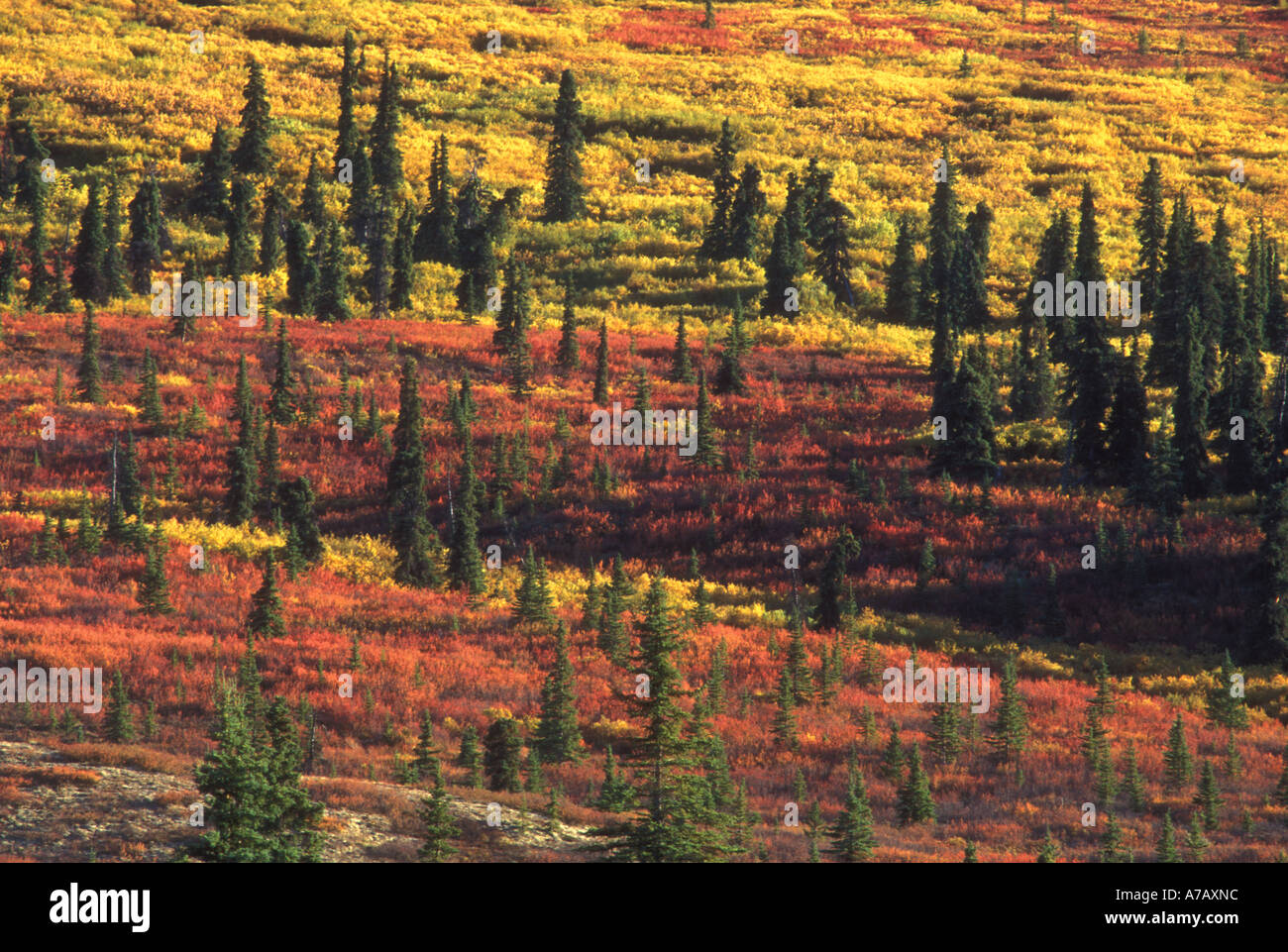 Taiga mit Fichten Weiden und Zwerg Birke im Herbst Farben Denali Nationalpark Alaska Stockfoto