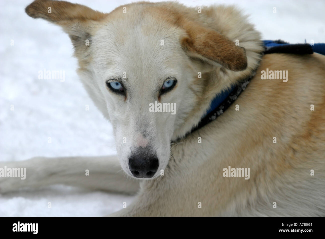 Schlittenhunde Stockfoto