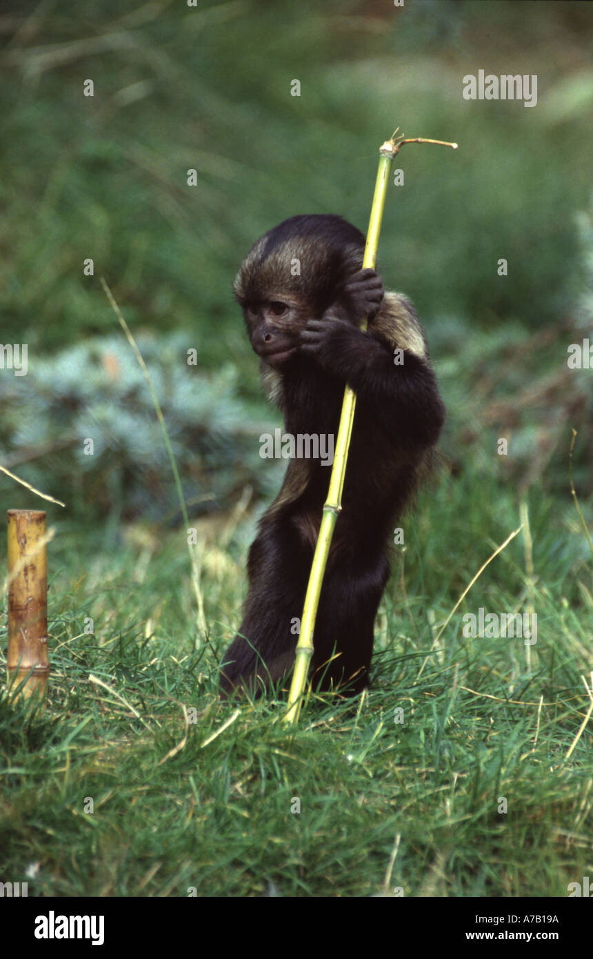 Kapuziner Cebus xanthesternos Stockfoto