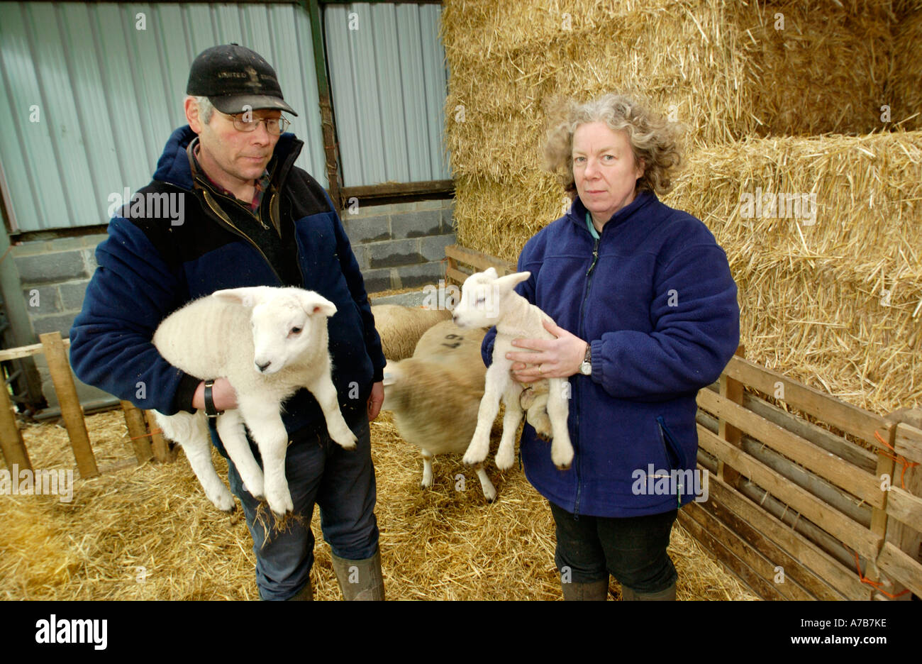 Schafhalter betrachten ihrer Herde in Snowdonia leiden noch immer die Auswirkungen der radioaktiven Fallout. Stockfoto