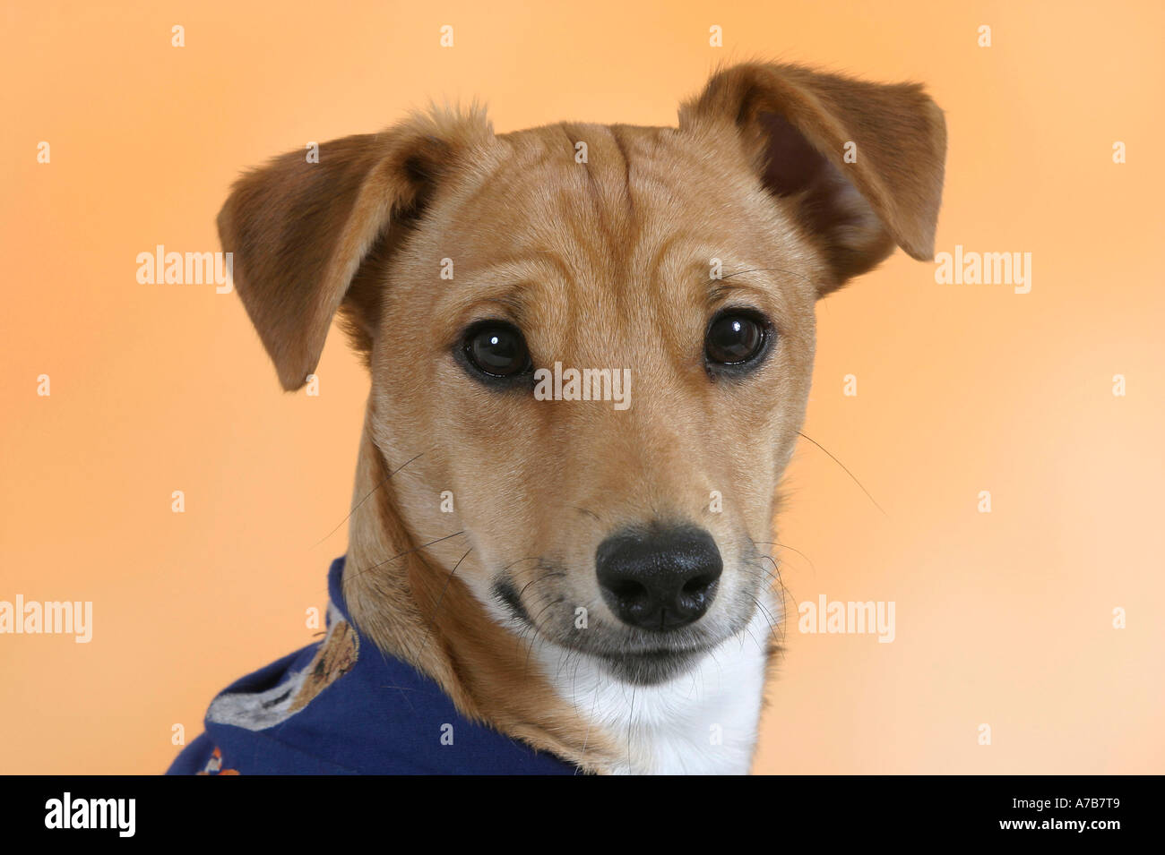 Jack Russell Terrier Stockfoto