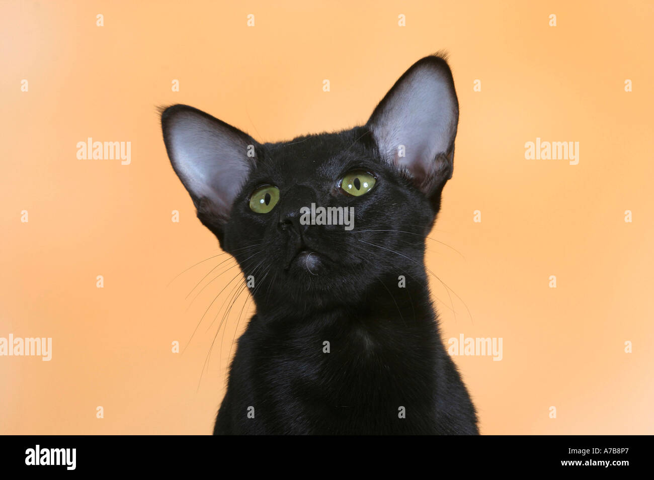 Orientalisch Kurzhaarkatze Stockfoto