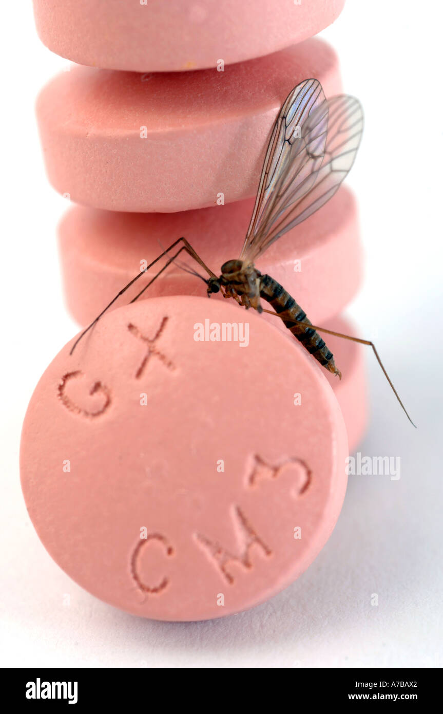 Anti-Malaria-Tabletten Malarone mit Mücke in Nahaufnahme Made by Glaxo Smith Kline Stockfoto