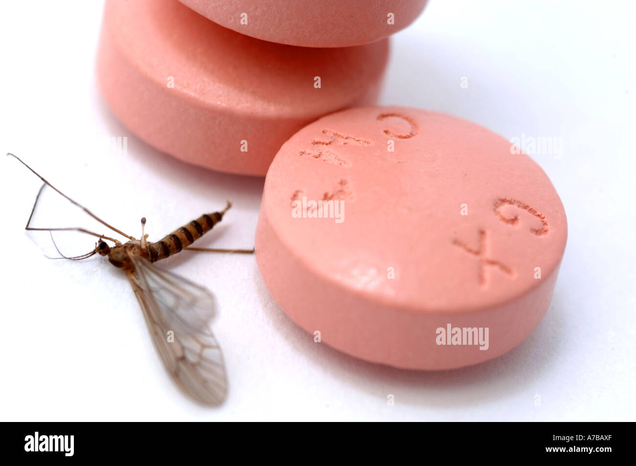 Anti-Malaria-Tabletten Malarone mit Mücke in Nahaufnahme Made by Glaxo Smith Kline Stockfoto
