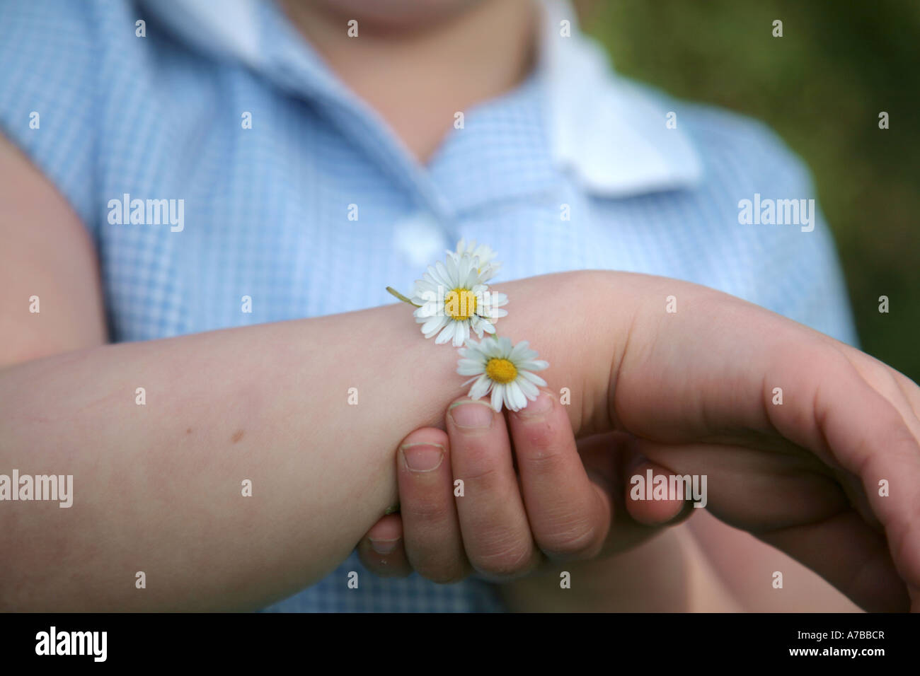 Daisy-chain Stockfoto