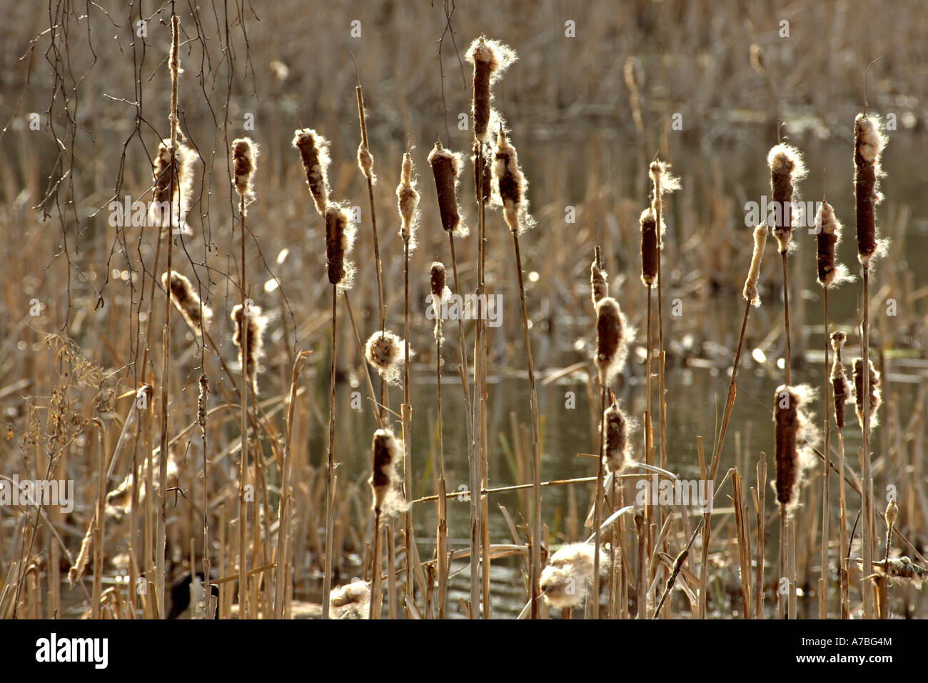 (Größere Reedmace) Rohrkolben Typha Latifolia Aussaat, Potteric Carr Nature Reserve, Doncaster, South Yorkshire, England Stockfoto