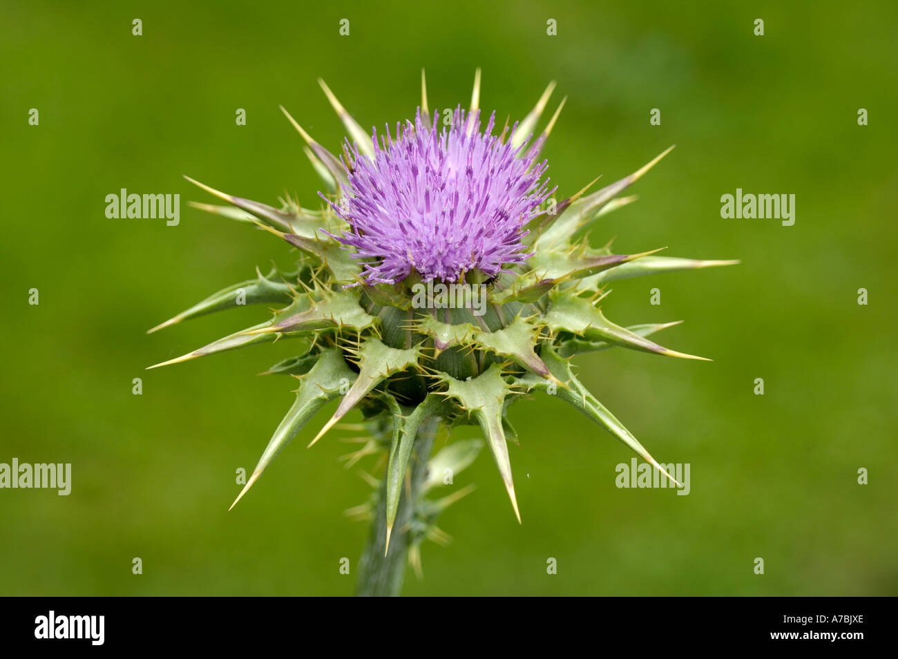 Milk Thistle Stockfoto