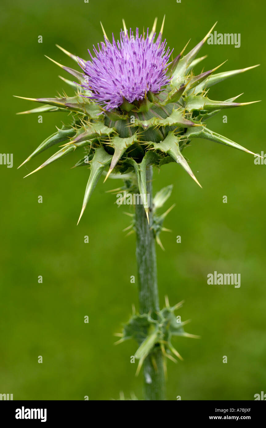 Milk Thistle Stockfoto