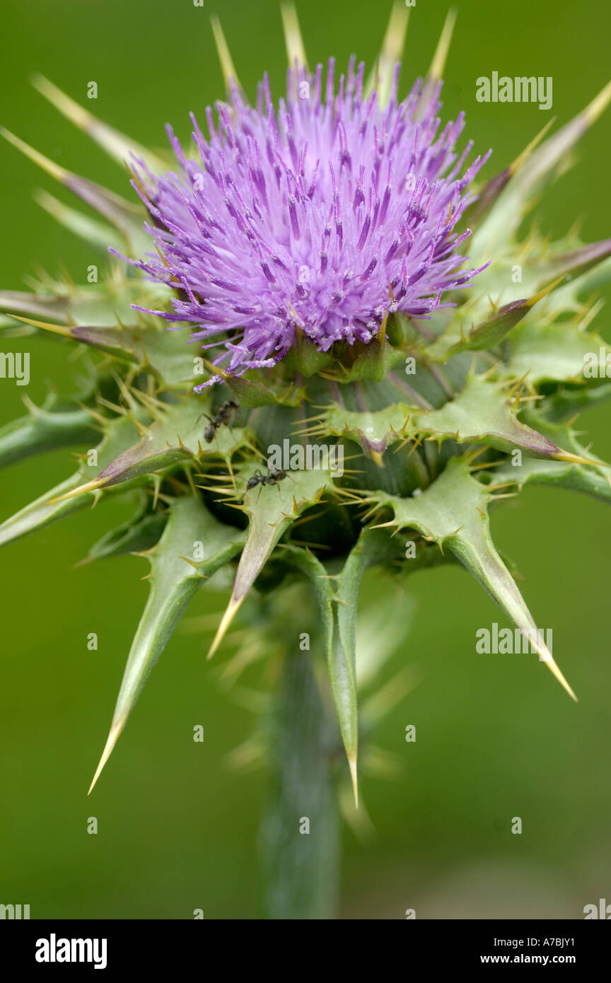 Milk Thistle Stockfoto