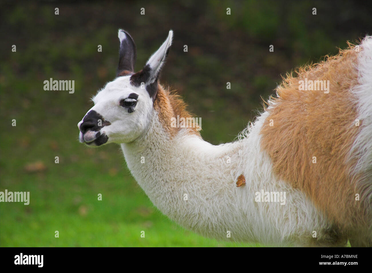 "Linke Seite" "Head and Shoulders" Blick des jungen Lama am "Burpham Court Farm" Stockfoto